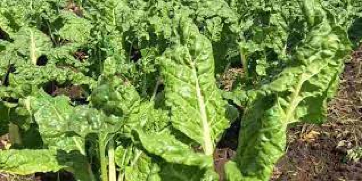 MQ Farms from Kenya